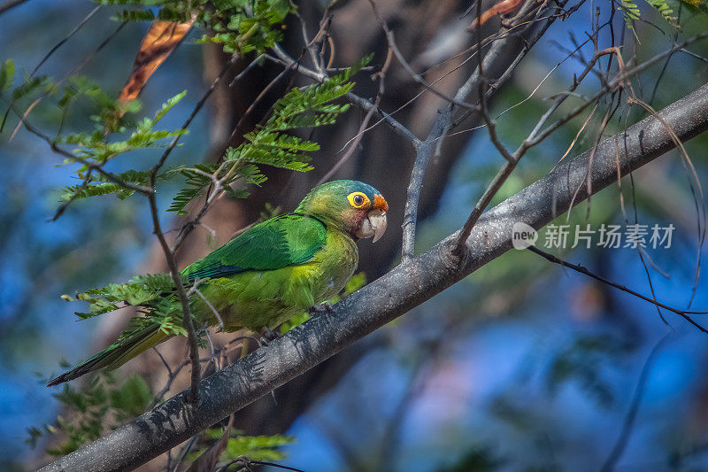 橙额长尾小鹦鹉，（Eupsittula canicularis），Aratinga Frentinaranja，Conure à front rouge。